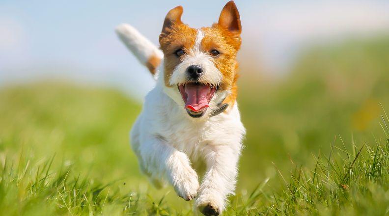 A smiling Jack Russell running through a field