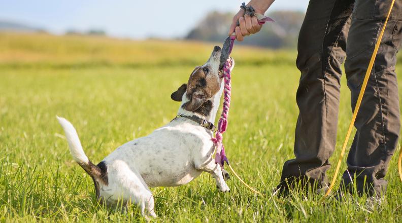 Jack Russell dog playing tug of war