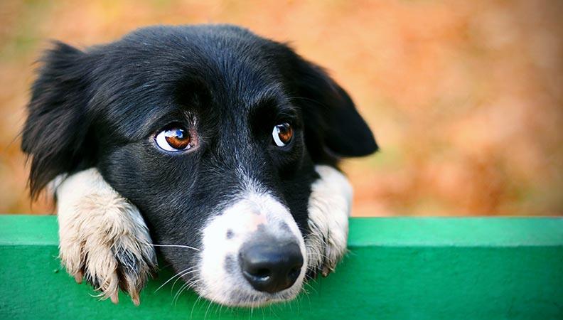 A border collie staring away from the camera