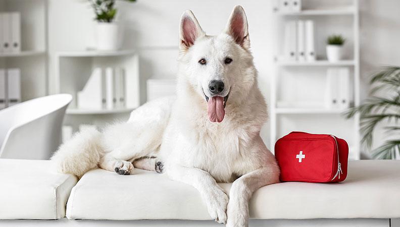 A dog with a dog first aid kit