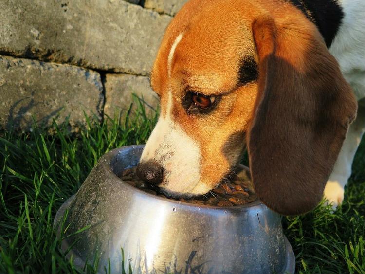 A Beagle eating their dinner in the garden