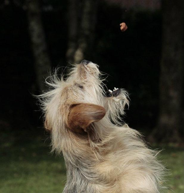 A Border Terrier catching a treat in mid air