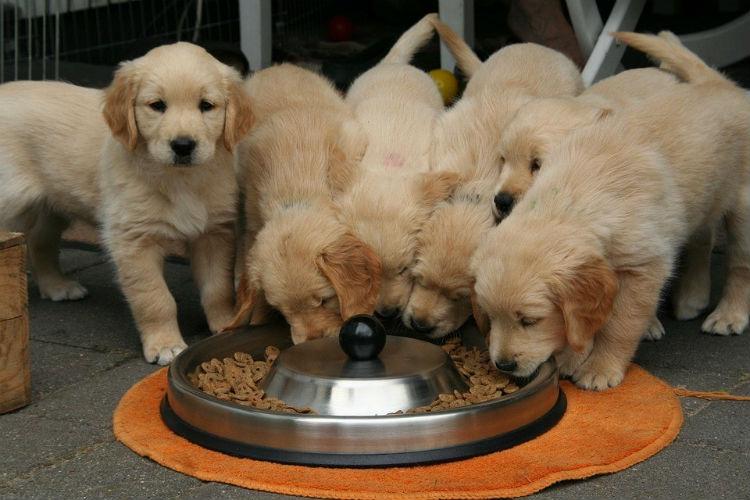 A group of six Labrador Puppies sharing food