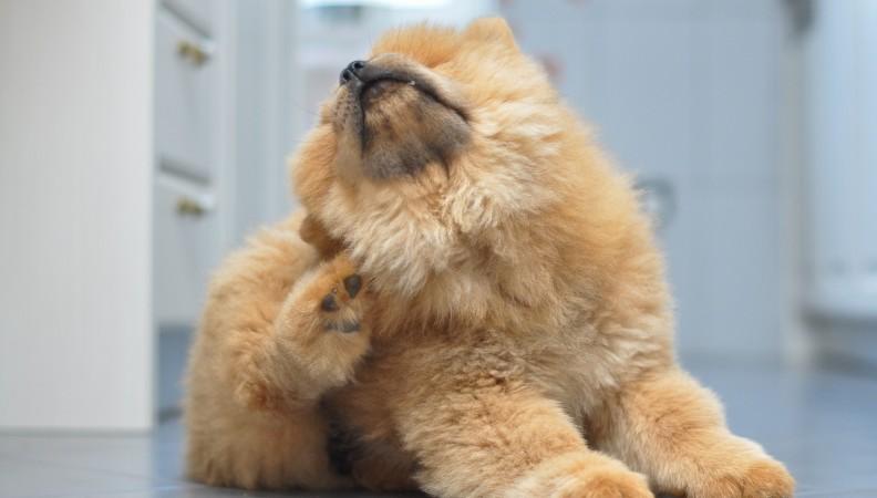 A fluffy dog scratching their fleas