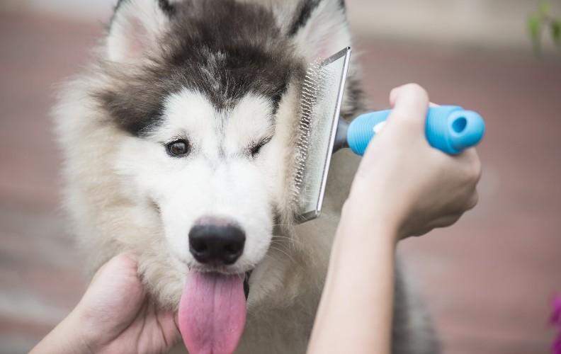 A Husky being combed for fleas