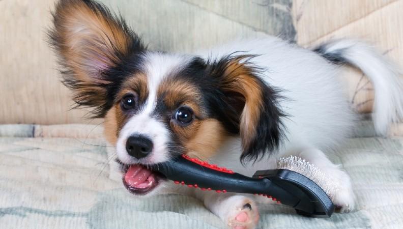 A cute little dog chewing on a grooming brush