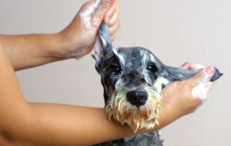 A smiling Dog covered in soaped and ready to be groomed