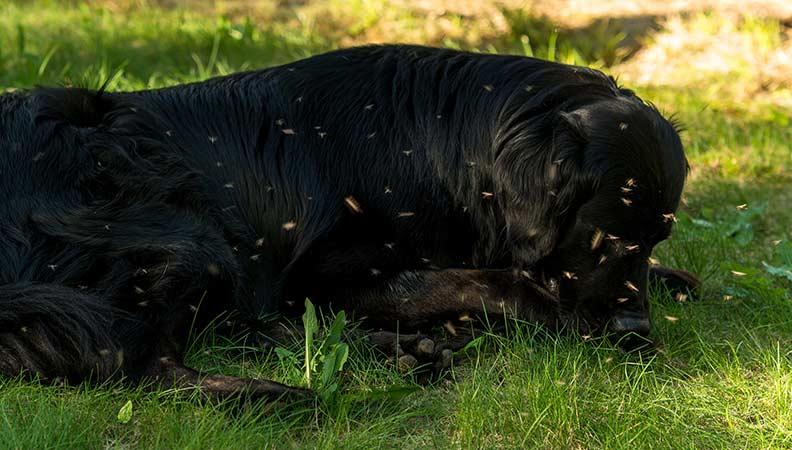 Black Labrador surrounded by mosquitos