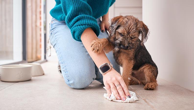 Person cleaning up a dog accident in the kitchen