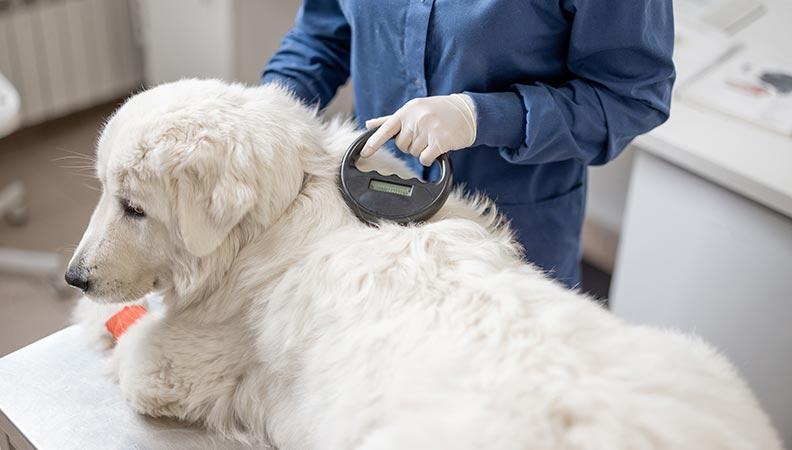 Vet checking a dog for their microchip