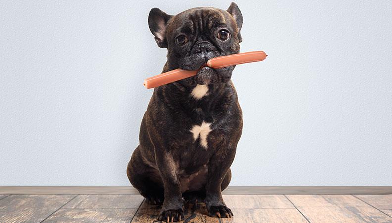 A french bulldog with a sausage in its mouth