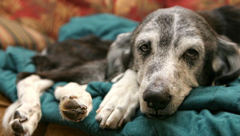 A sick dog suffering from poisoning lying in bed