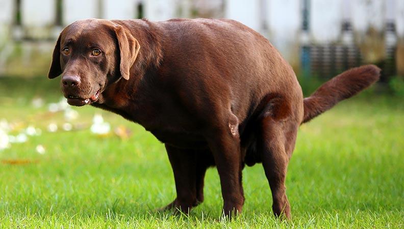 A brown Labrador dog doing a poo