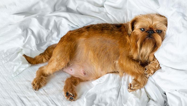 Pregnant dog lying on a comfortable white bed