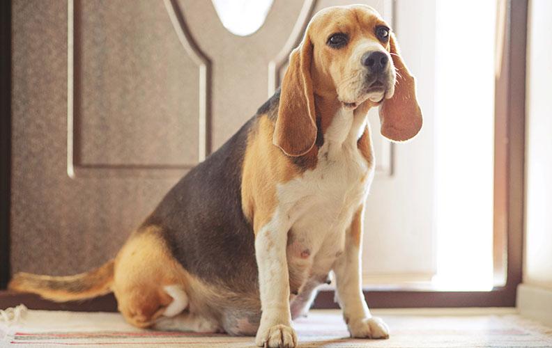 A dog is pregnant