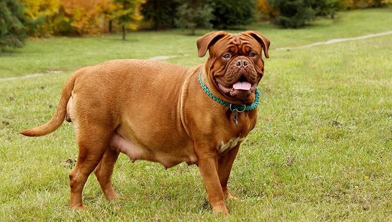 Pregnant dog out walking in a field