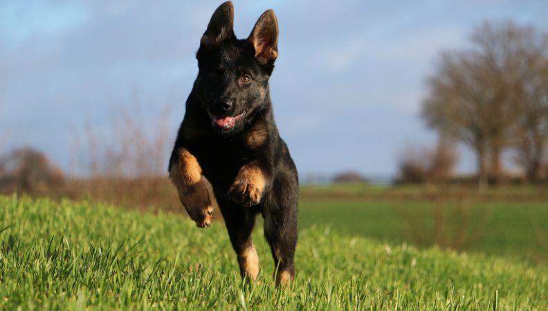 A German Shepherd dog recall training in a field