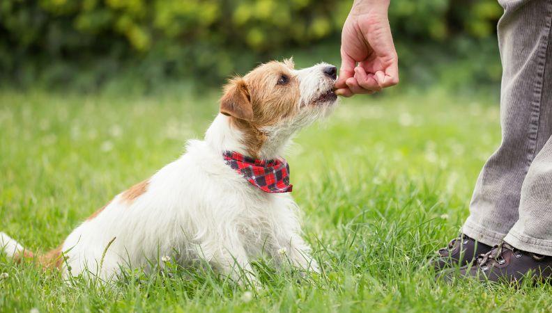 a wire haired Jack Russell dog getting a recall training treat