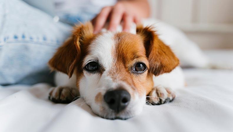 Brown and white dog lying down on a white bed being stroked by owner