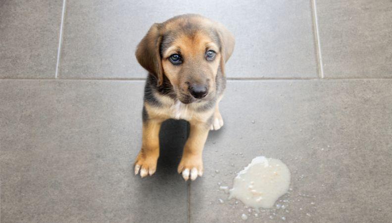 dog vomit on the floor
