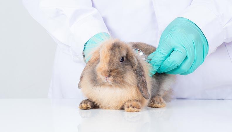 Vet treating a rabbit