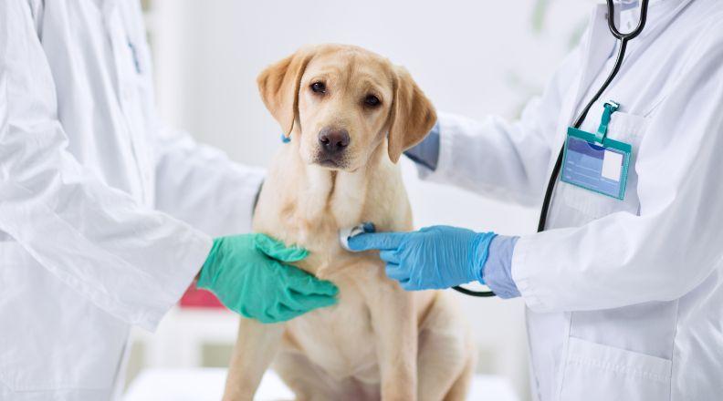 Labrador dog being checked over by vets