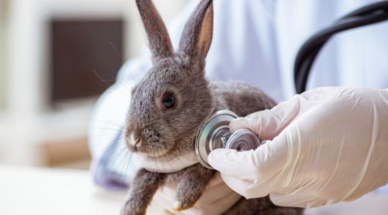 Small grey rabbit being checked by a vet