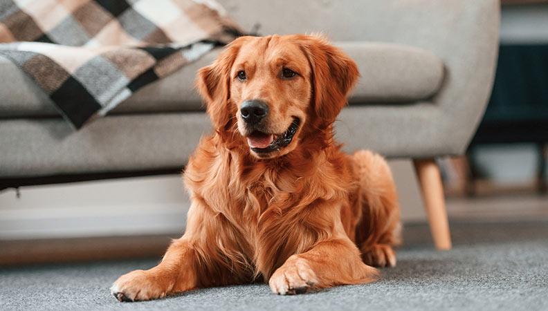 Red coloured dog lying on a grey carpet in front of a cream sofa