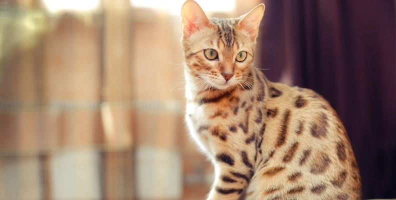 Leopard printed cat sitting