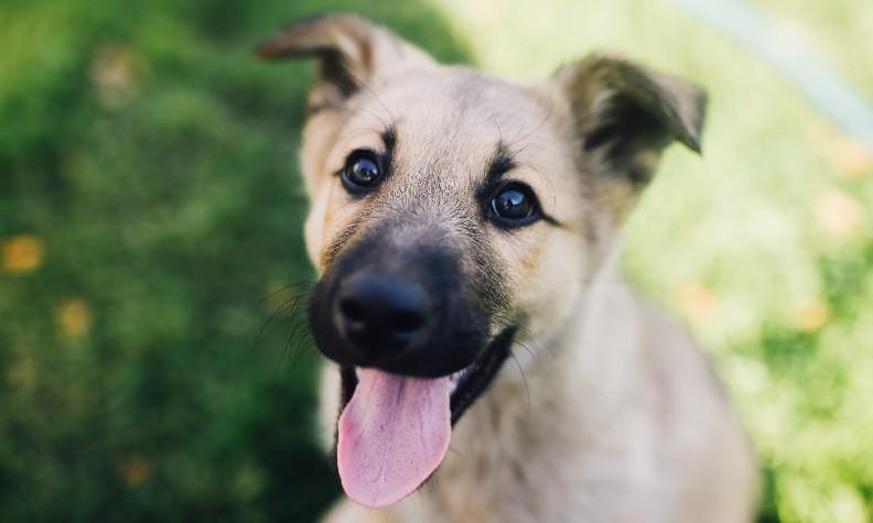 A panting puppy with peaked ears sitting in a park
