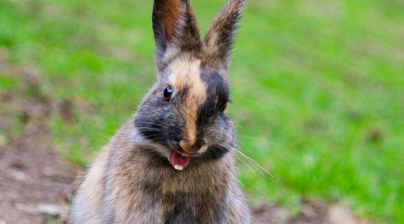 A rabbit showing their teeth