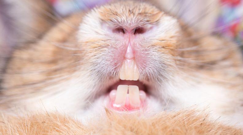 Close up image of a rabbit's teeth