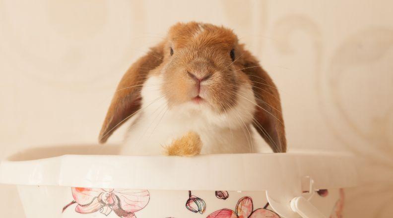 a cute rabbit in a basket
