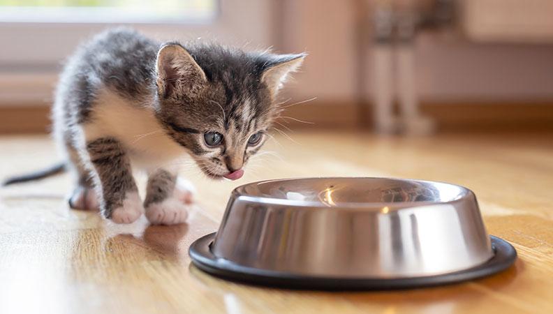 A kitten licking it's lips for food