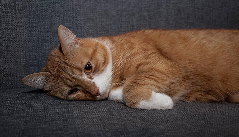 Feline Immunodeficiency Virus