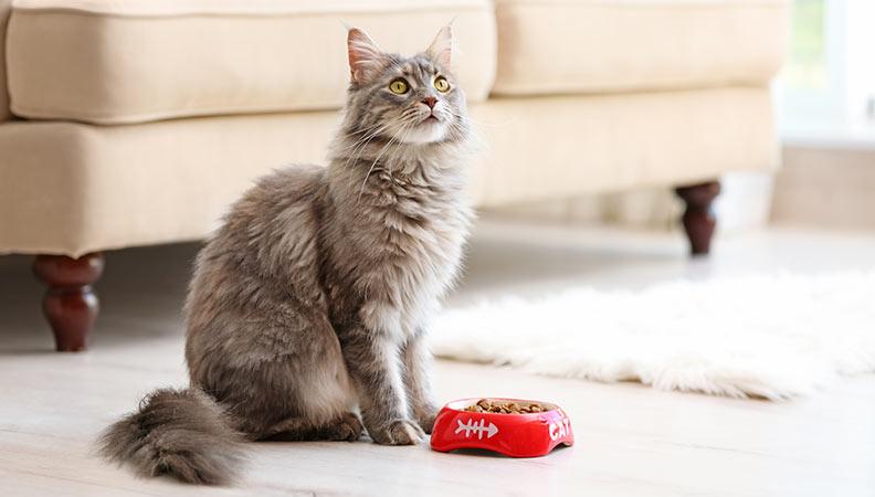 Cats with FeLV may go off their food