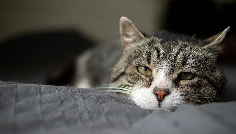 Cat resting with Feline Leukaemia Virus (FeLV)