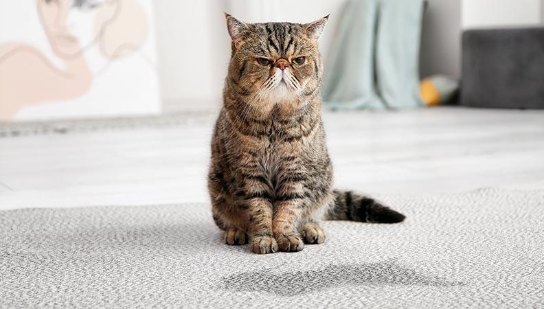 Grumpy cat sitting in front of a wet patch