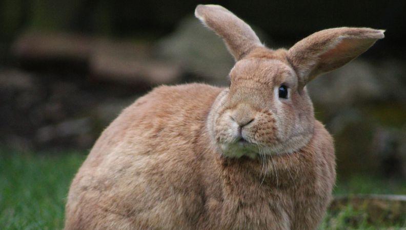 fly strike rabbits in a garden
