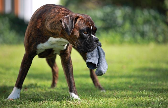 Boxer dog in the garden with a stolen sock in its mouth
