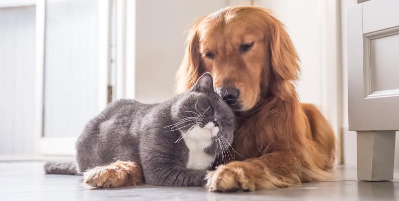 A cat and a dog having a snuggle cuddle
