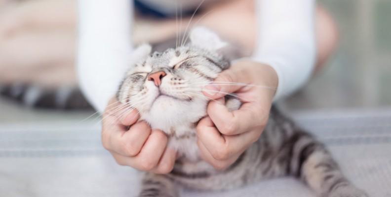 A happy and contented cat being stroked