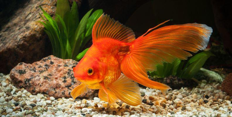 A Goldfish in it's tank