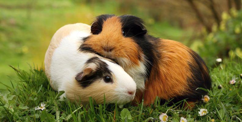Two Guinea Pigs have a cuddle in the garden