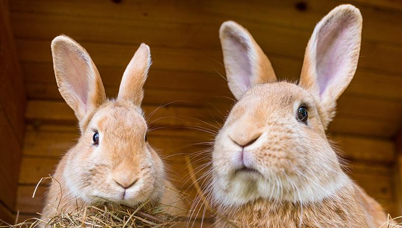Two brown rabbits in a hutch eating straw