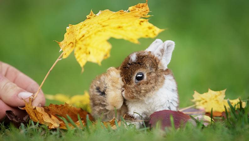 Young rabbit outside with a hand holding a leaf over them