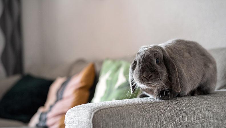 Grey lop rabbit sitting on the arm of a sofa
