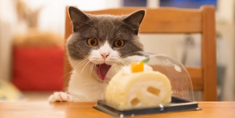 A happy cat looking at their birthday cake