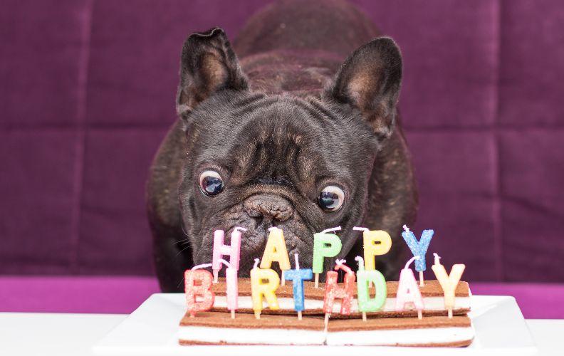 A dog with their birthday cake