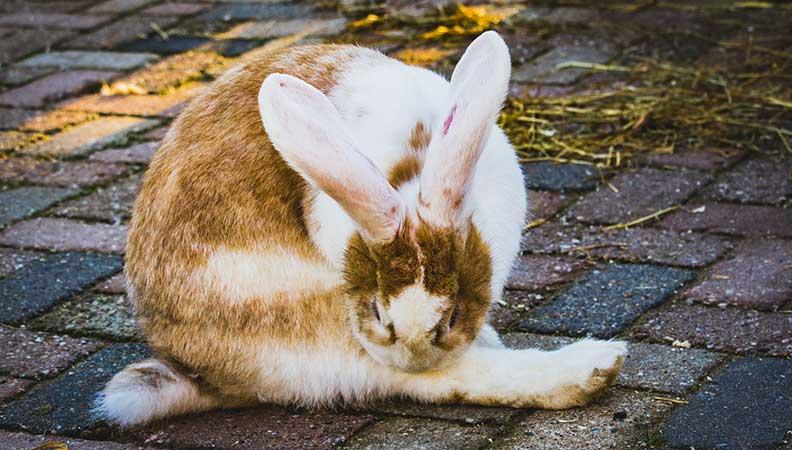 A white and brown rabbit grooming itself outside